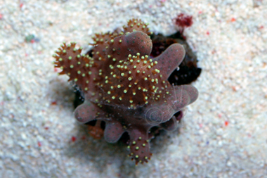 Crown Leather Coral - Lobophytum spp.